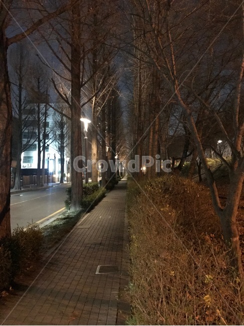 겨울,가로수,뚝방,뚝방길,길,자연,풍경,nature,landscape,tree,나무,plant,식물,tree trunk,나무 줄기,path,통로