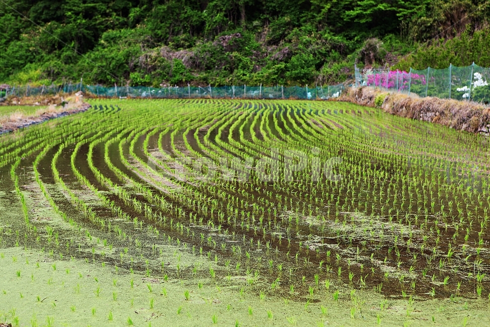 모내기,논농사,논,농사,풍경,배경,자연,모,산업,industry,industrial,농업,농사,agriculture,farming,farming industry