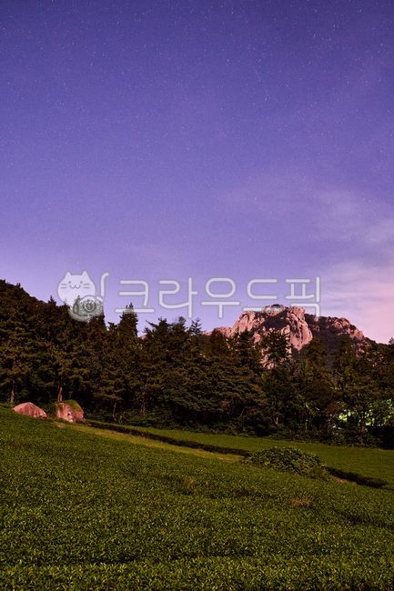 night green tea field,Wolchulsan Mountain,Gangjin,nature,night sky,green tea field,Gangjin Green Tea Field