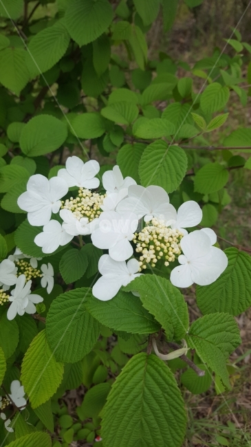 자연,흰꽃,산책,여유,봄,식물,자연,plants,nature,꽃,flower