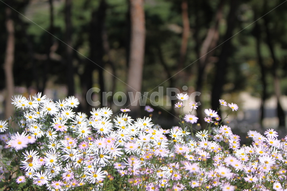 구절초,꽃,꽃무리,흰꽃,감성사진,자연,식물,자연,plants,nature,꽃,flower