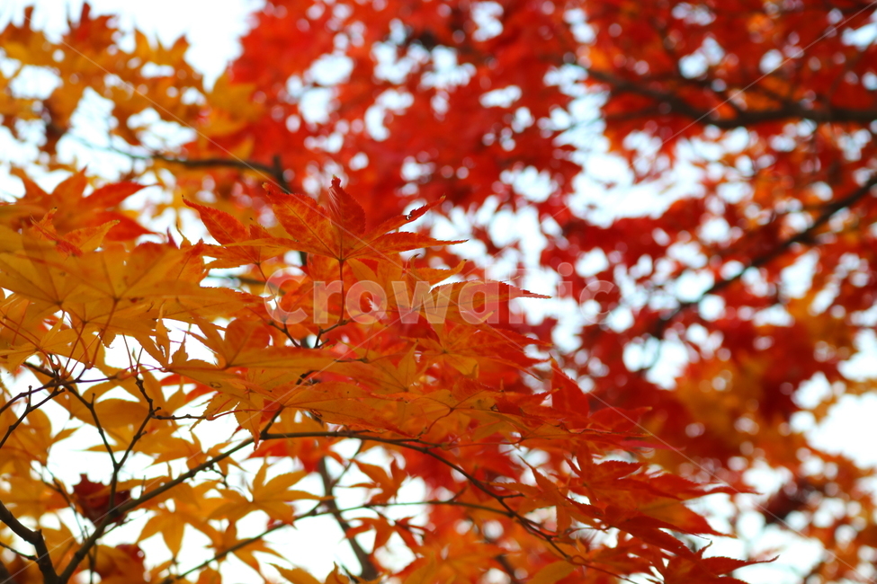 단풍,단풍나무,나무,식물,가을,자연,가을,계절,fall,autumn,season,식물,자연,plants,nature,leaf,잎,plant,tree,maple