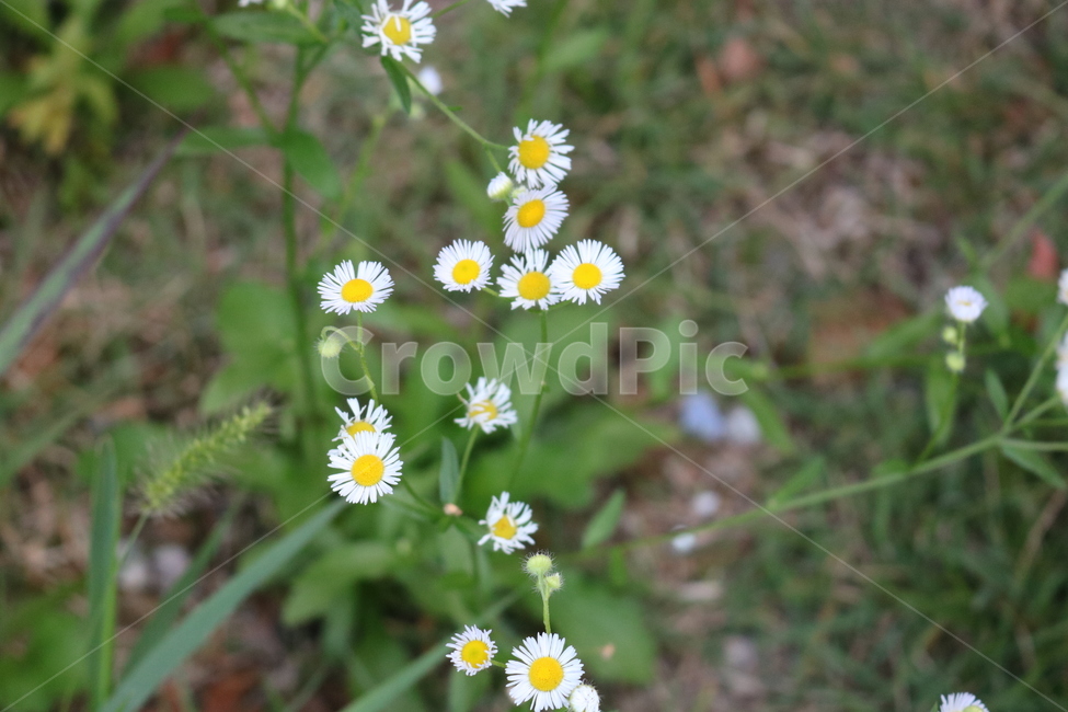 꽃,들꽃,flowers,wildflower,봄꽃