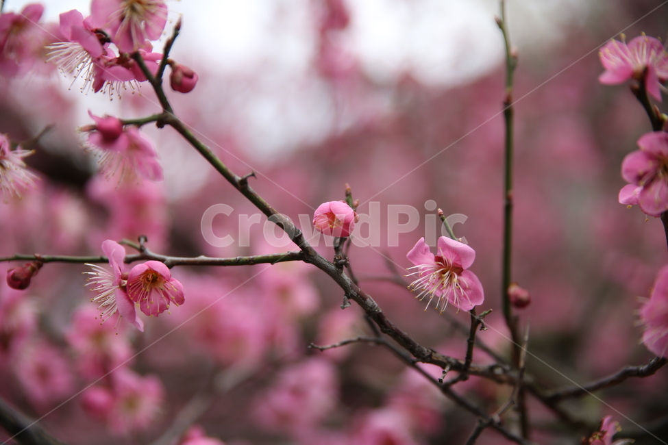 봄,매화,분홍,아름다움,꽃,꽃봉오리,꽃봉우리,봄,계절,spring,season,식물,자연,plants,nature,꽃,flower,plant,blossom