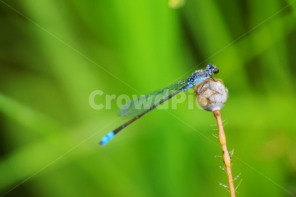 잠자리,실잠자리,하늘색잠자리,양귀비씨,빗방울,동물,animal,곤충,벌레,insect,bug