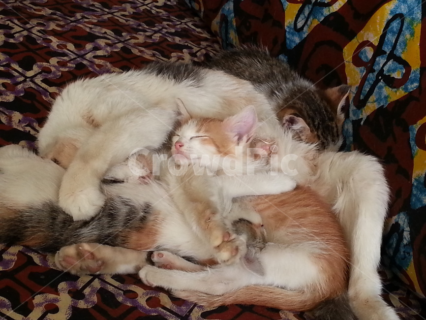 동물,고양이,냥이들,고양이가족,낮잠,동물,animal,포유류,mammal,고양이,cat,kitten,kitty