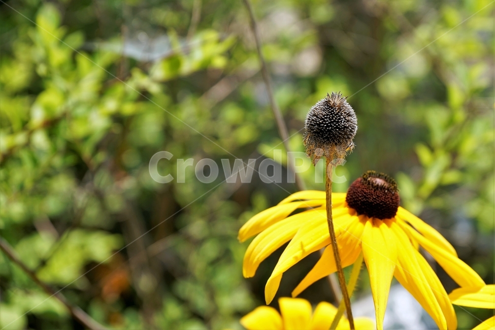 루드베키아,rudbeckia,암술,coneflower,삼잎국화,국화과,식물,꽃,노랑,floral,plant,stigma,식물,자연,plants,nature,꽃,flower