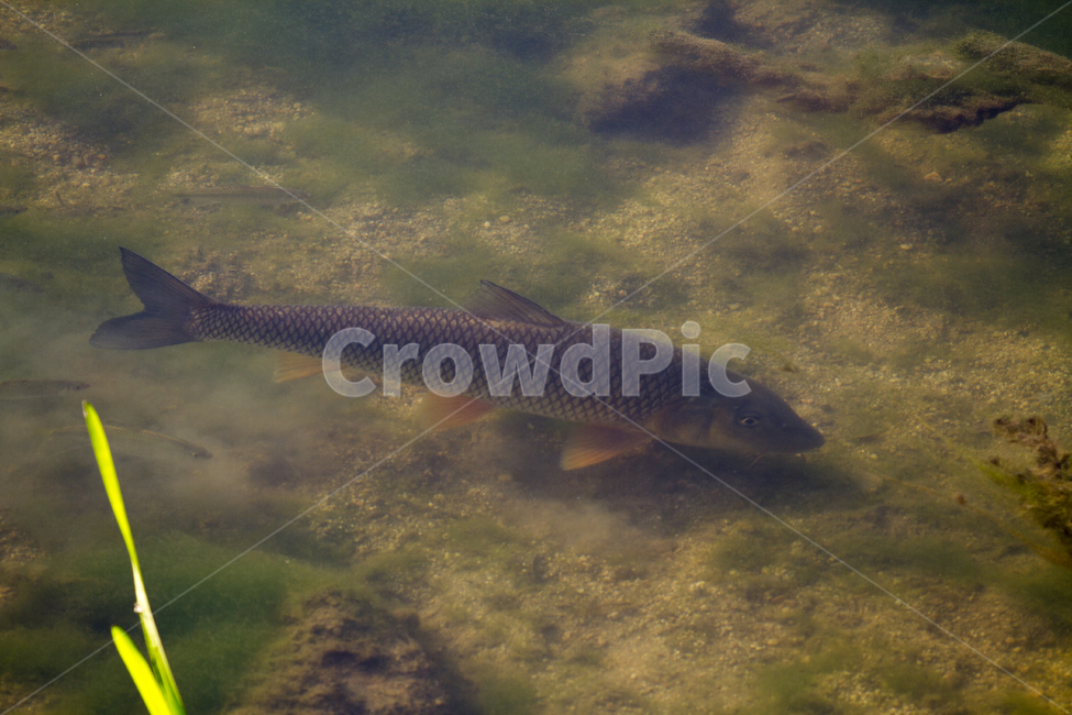 동물,어류,물고기,잉어,물,연못,강,풀,여름,가을,Animals,fish,carp,Cyprinuscarpio,water,ponds,rivers,grass,summer,Fall,동물,animal,어류,물고기,fish