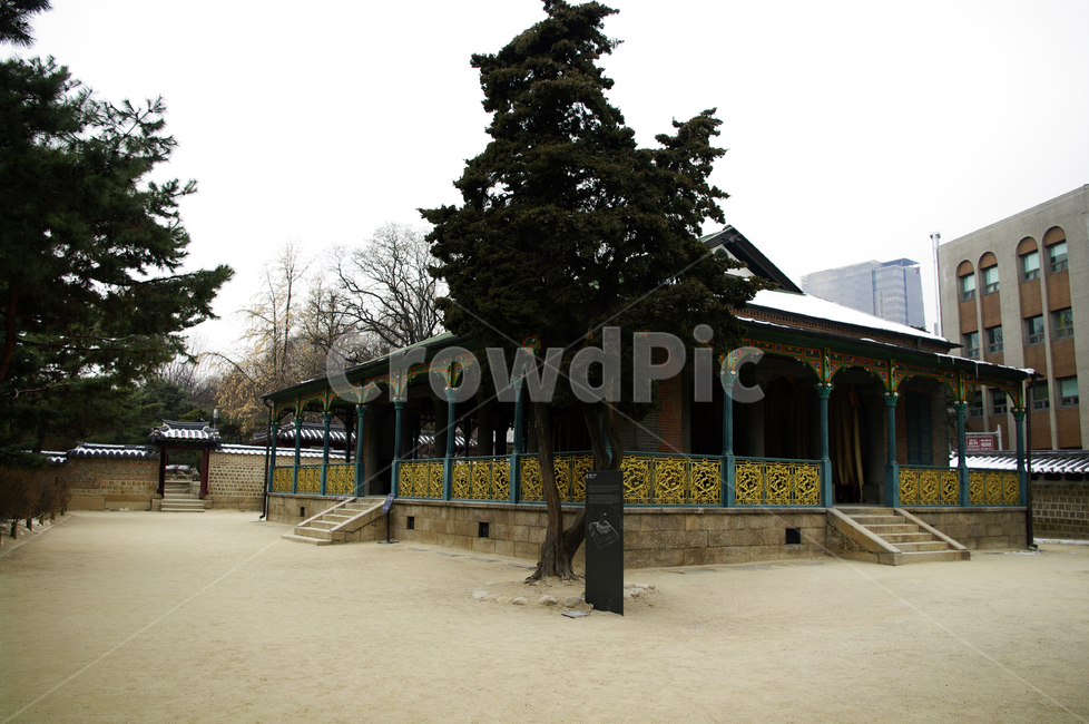 나무,식물,plant,덕수궁,고궁,건축,전통건축,traditional,전통,겨울,계절,winter,season,한국전통,한국문화,korean traditional,korean culture,랜드마크,landmark,tourist attraction,한국랜드마크,한국관광지,한국명소,korea landmark,korea tourist attraction
