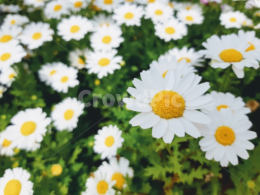 plant,식물,daisies,flower,꽃,blossom,daisy,데이지,식물,자연,plants,nature,꽃,flower