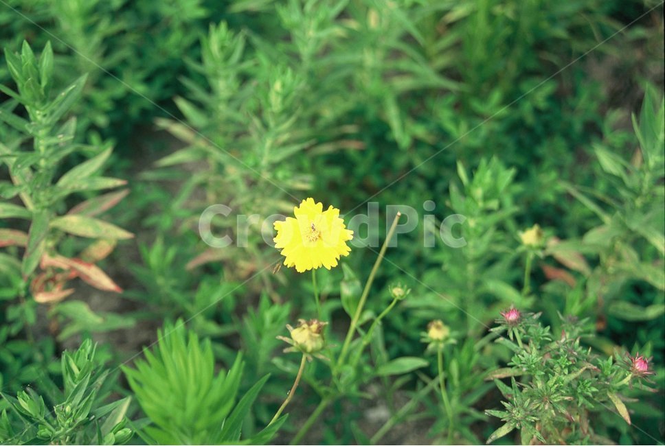 감성사진,필음,필름사진,필름카메라,꽃,민들레,자연,풀,식물,자연,plants,nature,꽃,flower