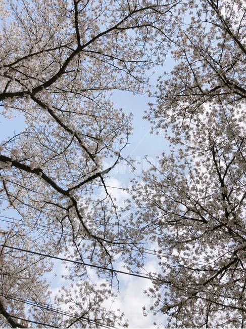 벛꽃,하늘,풍경,감성,봄,봄,계절,spring,season,자연,풍경,nature,landscape,tree,나무,plant,식물,tree trunk,나무 줄기