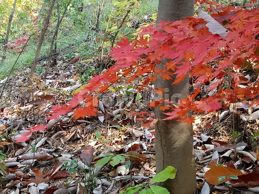 가을,단풍,낙엽,maple,plant,식물,단풍나무,단풍잎,leaf,잎,tree,나무,계절,fallautumnseason,가을단풍,자연,풍경,경치,가을,계절,fall,autumn,season,식물,자연,plants,nature,나무,trees,wood