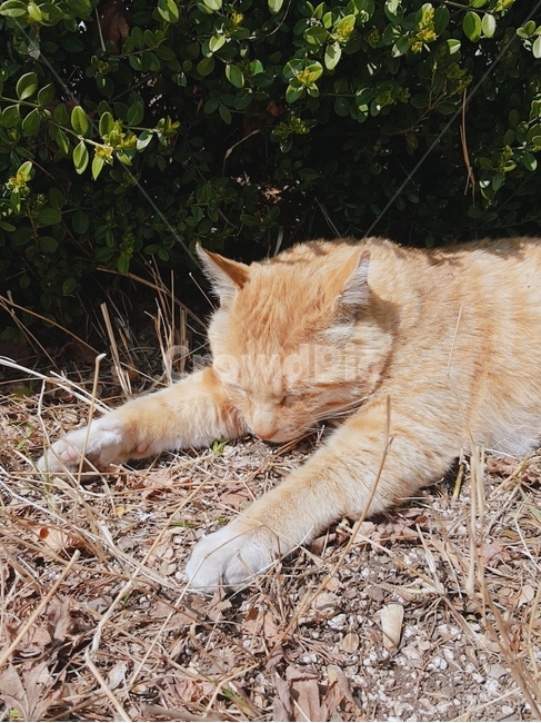 우치,길고양이,길냥이,고양이,치즈냥,동물,animal,포유류,mammal,고양이,cat,kitten,kitty