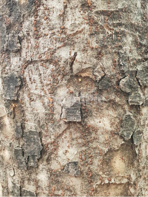 나무,나무텍스쳐,나무껍질,나무질감,질감,텍스쳐,패턴,wood,tree,texture,나무배경,pattern,무늬,자연,식물,나무,trees,wood