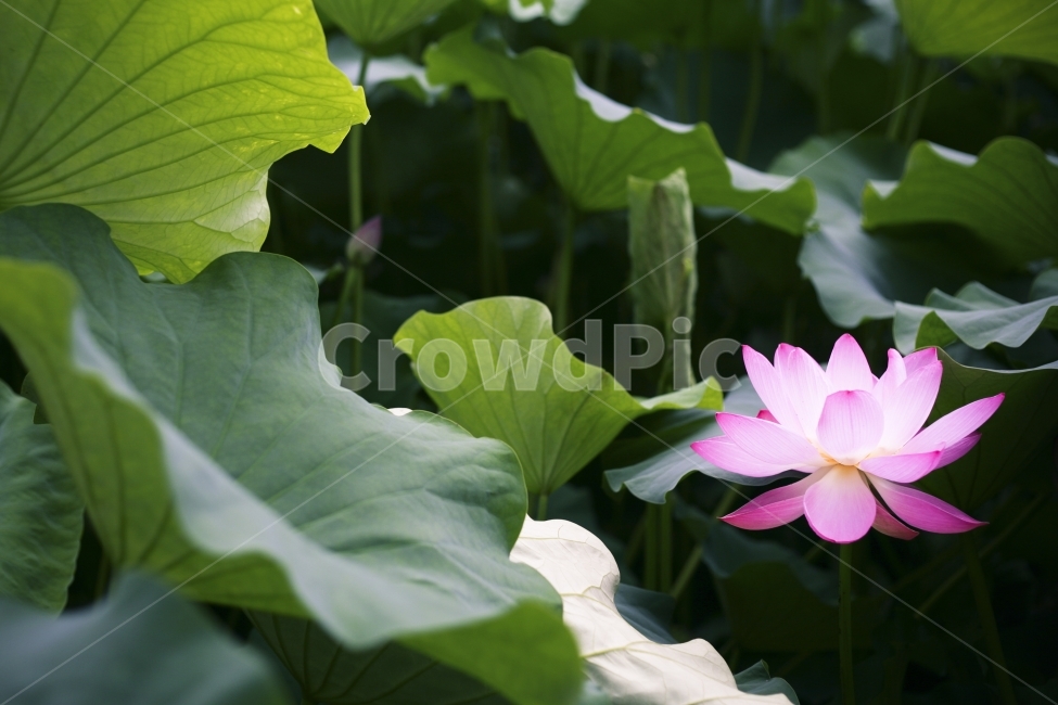 연꽃,초록,꽃,flower,여름,식물,자연,plants,nature,꽃,flower