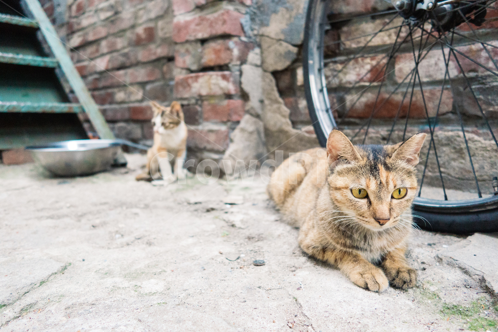 고양이,길냥이,길고양이,냥이,캣,cat,길냥,고양고양,동물,아기고양이,새끼고양이,동물,animal,포유류,mammal,고양이,cat,kitten,kitty