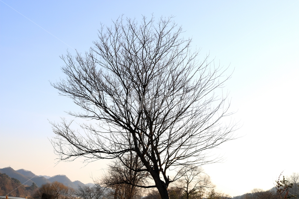 자연,풍경,겨울,나무,산,나뭇가지,식물,자연,plants,nature,나무,trees,wood