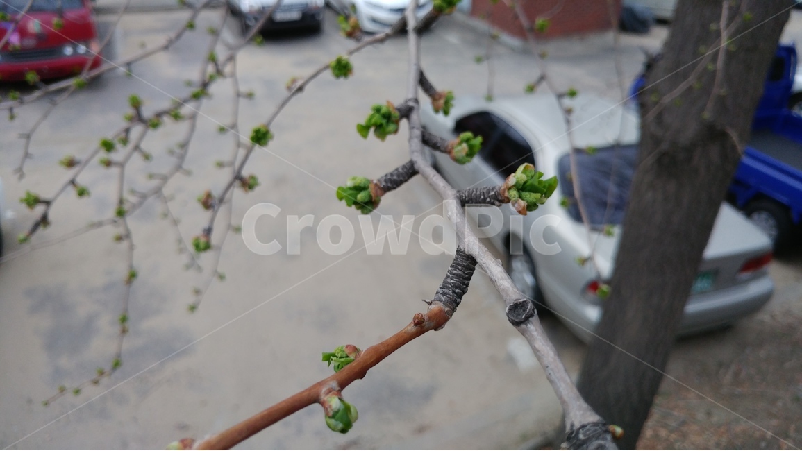 봄,자연,생명,새싹,나무,봄,계절,spring,season,식물,자연,plants,nature