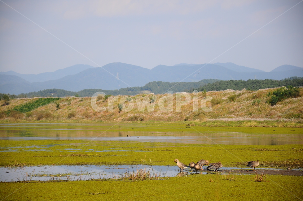 우포늪,습지,자연,늪,우포,자연,풍경,nature,landscape,조류,새,birds,outdoors,옥외,land,땅,water,물