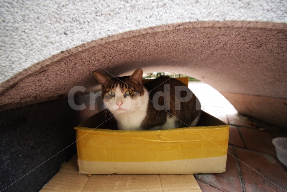 	고양이,길고양이,길냥이,애완동물,반려동물,생명,자연,야생,야생동물,야생고양이,미묘,미냥,cat,kitty,kitten,cute,lovely,adorable,pet,animal,street,streetcat,stray,straycat,wild,wildlife,wildcat,wildanimal,nature,natural,beauty,beautiful,박스,상자,box,동물,animal,포유류,mammal,고양이,cat,kitten,kitty