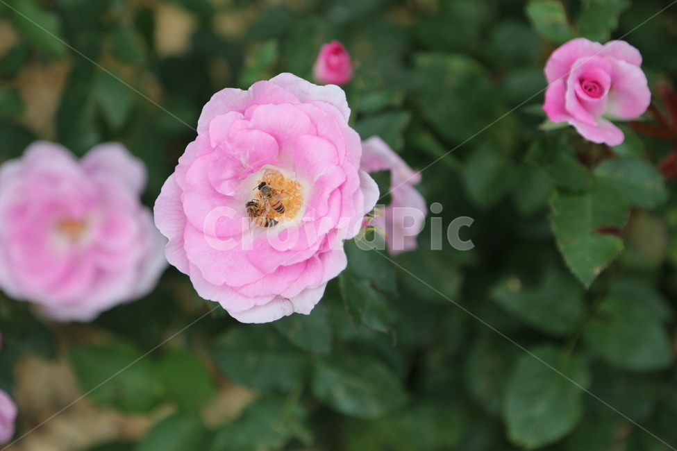 올림픽공원,장미정원,장미,꽃,여름,공원,정원,식물,자연,plants,nature,꽃,flower,동물,animal,곤충,벌레,insect,bug