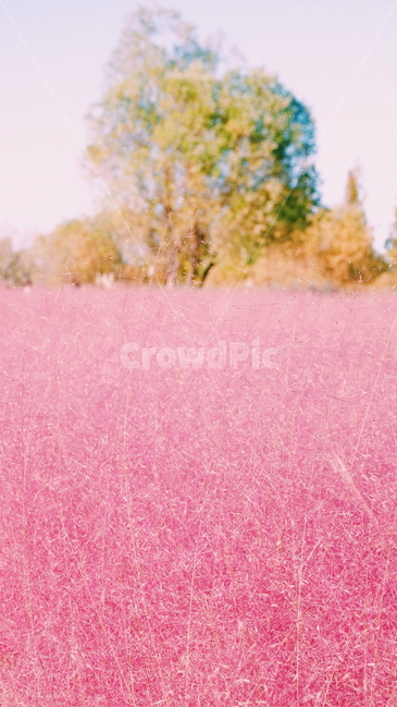 핑크뮬리,핑크,자연,풍경,가을,가을,계절,fall,autumn,season