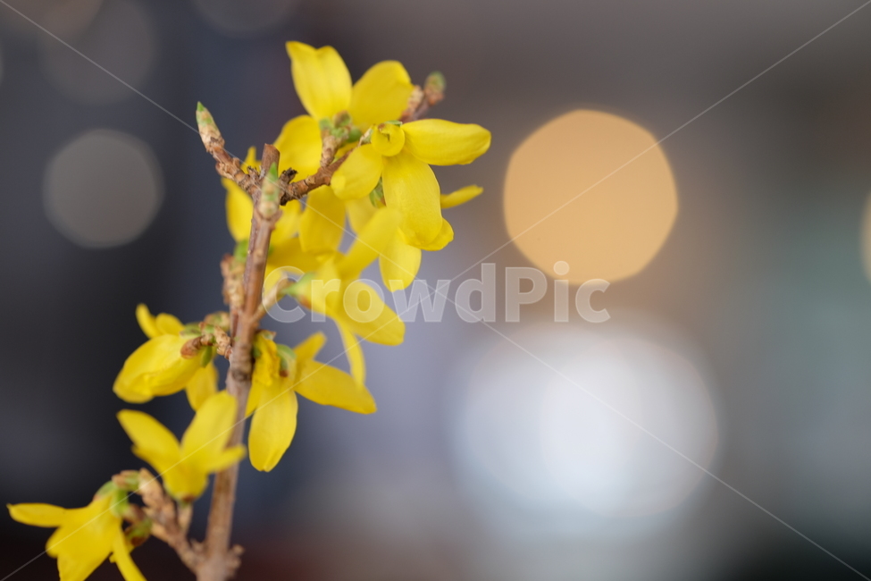 꽃,flower,아련,아늑,식물,자연,nature,축하,깨끗,향기,봄,계절,spring,season,식물,자연,plants,nature,꽃,flower,plant