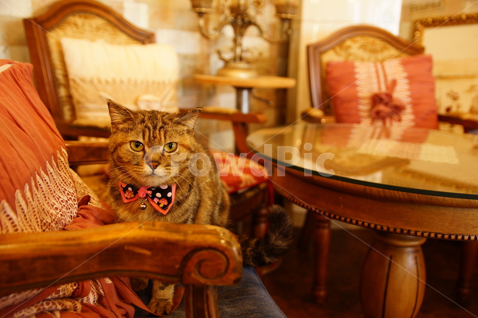 rest,warm,cat,like a doll,cute