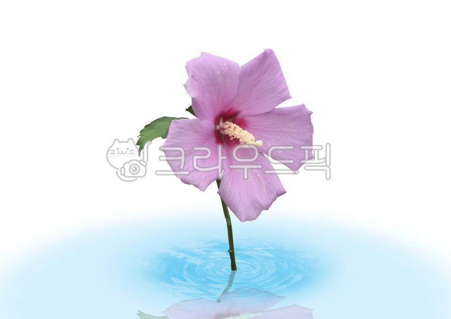 flowers,Hangul Day,Sixty five,Constitution Day,Independence Movement Day,national holiday,Liberation Day,roseofsharon,flower,hibiscus,plants,mugunghwa,plant,Rose of Sharon,National Foundation Day