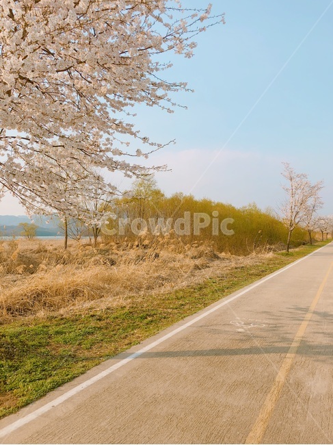 벚꽃,벚꽃길,산책,산책길,봄