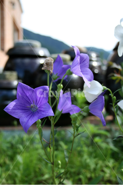 도라지,도라지꽃,식물,flower,plants,nature,꽃,꽃봉오리,식물,자연,plants,nature,꽃,flower