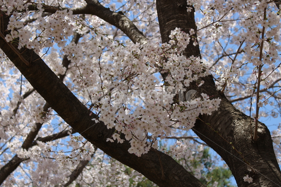 벚꽃,꽃,flower,벚꽃나무,cherryblossom,blossom,plant,식물,나무,식물,자연,plants,nature,꽃,flower