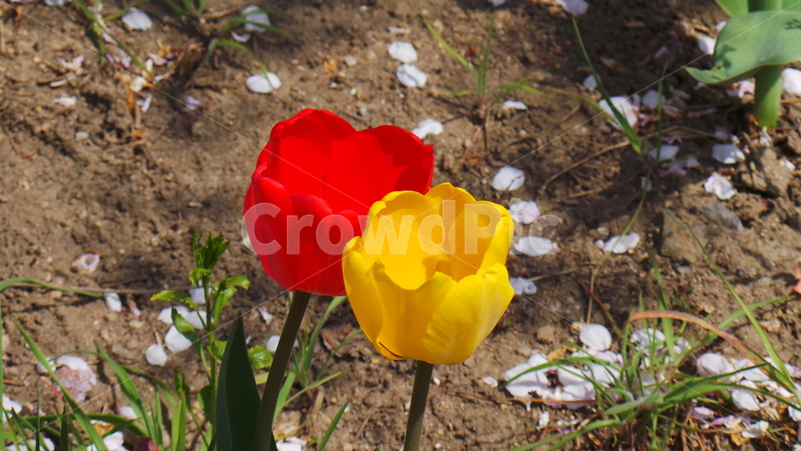 튤립,꽃,tulip,봄,플라워