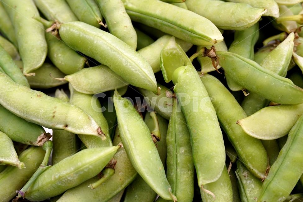 콩,완두콩,농사,껍질,쌓여있는,음식,식재료,식품,여름,수확,bean,crop,음식,식재료,요리,food,cook,meal,dishes,food reserves,콩류,견과류,beans,pulse,nuts,dry fruits