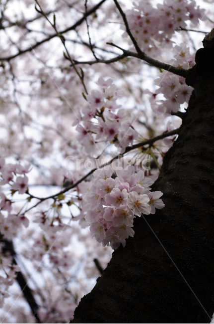 봄,봄꽃,나무,벚꽃,식물,flower,봄,계절,spring,season,식물,자연,plants,nature,꽃,flower,plant,blossom