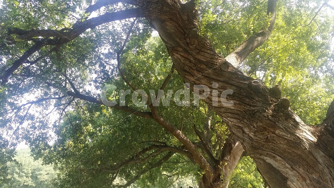울창,울창한,나무,푸른,여름,식물,자연,plants,nature,나무,trees,wood