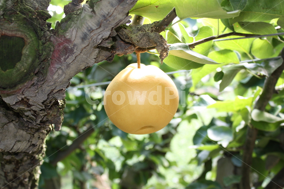 배,pear,koreapear,fruit,fresh,과일,신선한,식물,자연,plants,nature,과일,열매,fruit
