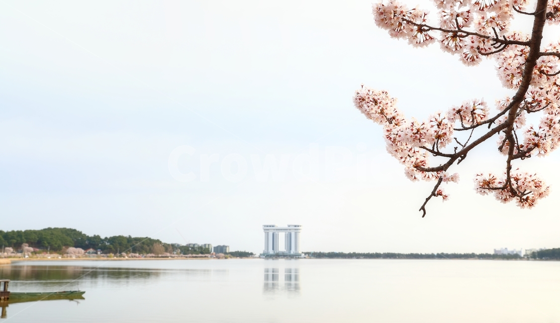 경포호,벚꽃,봄,꽃,경포대,물,봄,계절,spring,season,plant,식물