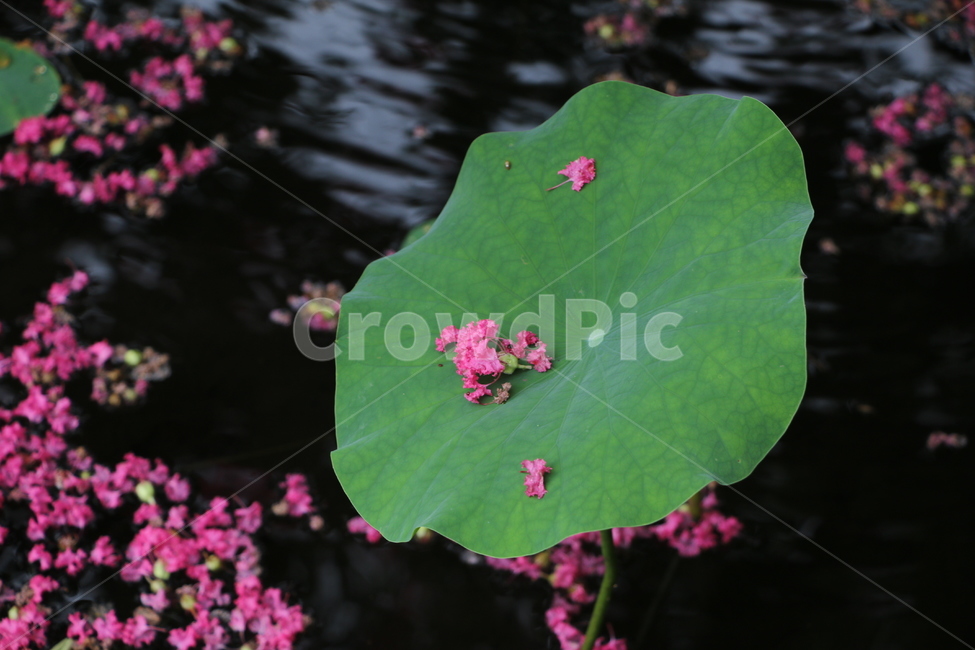 연꽃,연꽃잎,flower,꽃,blossom,plant,식물,핑크색,분홍색꽃,강,물,water,nature,초록색잎,호수,못,자연,야외,outdoors,식물,자연,plants,nature,꽃,flower