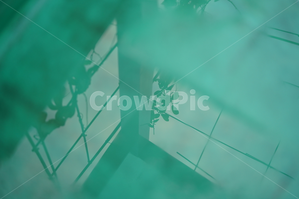 식물,나무,물,반영,그림자,생물,잎,나뭇가지,감성,녹색,green,식물,자연,plants,nature,실루엣,그림자,silhouette,shadow