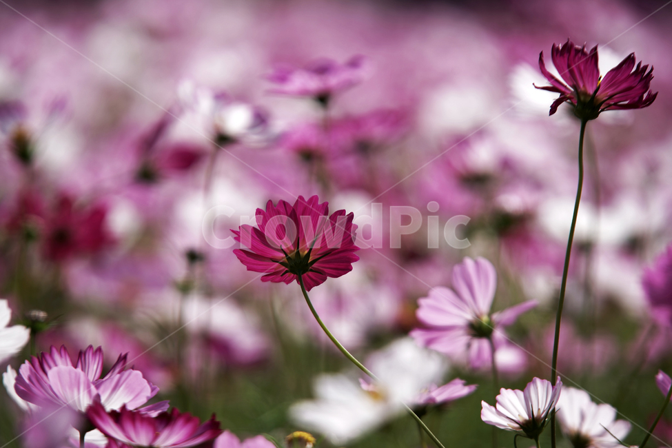 코스모스,꽃,식물,가을,계절,감성,자연,가을,계절,fall,autumn,season,식물,자연,plants,nature,꽃,flower,plant,blossom,petal,꽃잎
