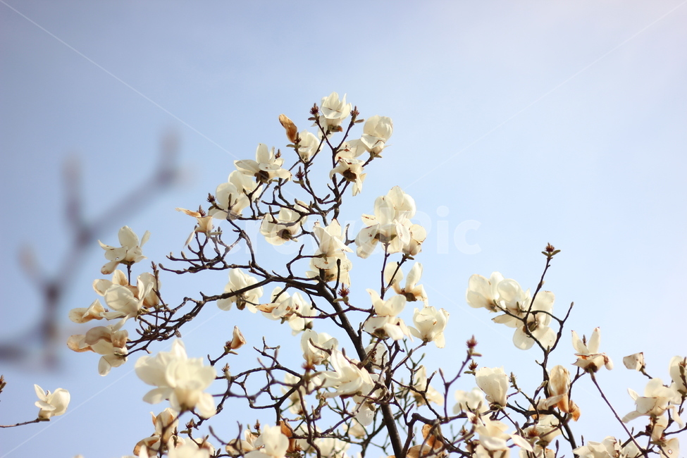 봄,봄꽃,벚꽃,꽃,spring,springtime,cherryblossom,landscape,scenery,flower,picture,풍경,목련,하늘,sky,봄,계절,spring,season,식물,자연,plants,nature,꽃,flower,plant