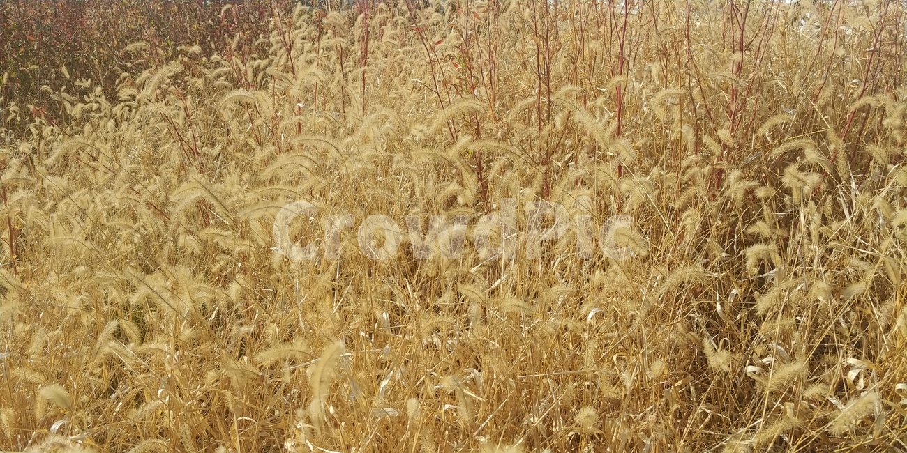 가을,갈대,강아지풀,잡초,가을바람,식물,plant