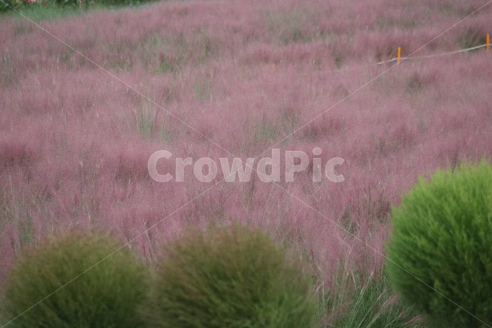 핑크뮬리,허브,분홍,식물,plant,자연,풍경,nature,landscape,grass,잔디,lawn,agropyron,아그로 피론