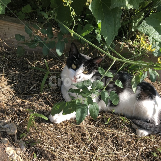고양이,길,아파트,햇빛,동물,animals,흙,식물,자연,nature,동물,animal,포유류,mammal,고양이,cat,kitten,kitty