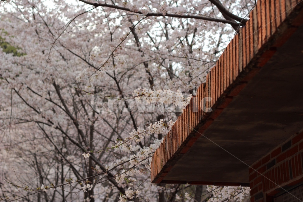 처마,벚꽃,봄,사쿠라,풍경,봄,계절,spring,season,plant,식물