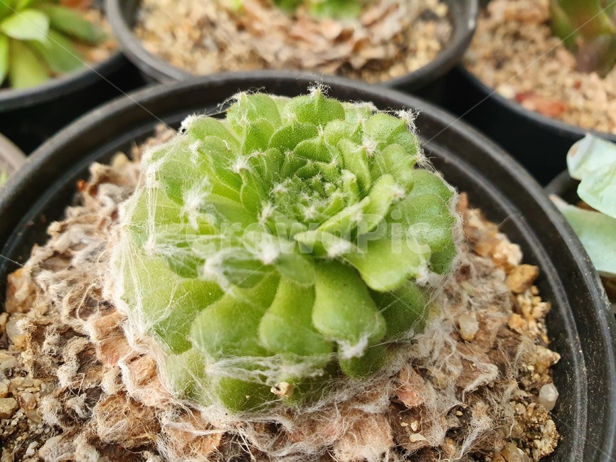 beautiful,식물,plant,leaves,다육이,cut,귀여운,식물,자연,plants,nature
