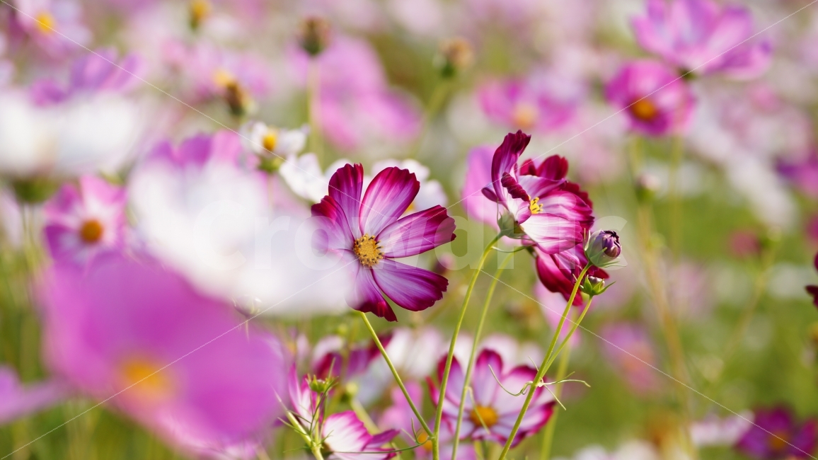 코스모스,가을,꽃,꽃사진,식물,가을,계절,fall,autumn,season,식물,자연,plants,nature,꽃,flower,blossom,geranium,제라늄,plant,petal,꽃잎