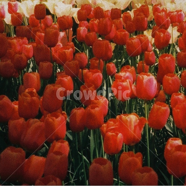 꽃,튤립,빨간튤립,큐켄호프,네덜란드,필름사진,filmphotography,kukenhof,tulip,redtulip,holland,식물,자연,plants,nature,꽃,flower